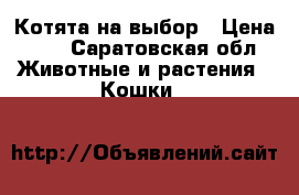 Котята на выбор › Цена ­ 1 - Саратовская обл. Животные и растения » Кошки   